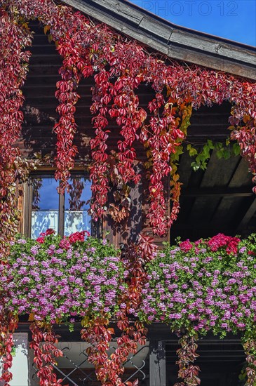 Wooden house with floral decoration and vegetation of widem vine