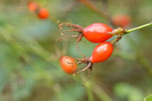 Ripe rosehips of the dog rose