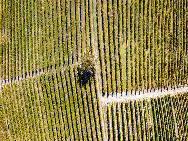 Aerials of the wineyards around Castle of Grinzane Cavour