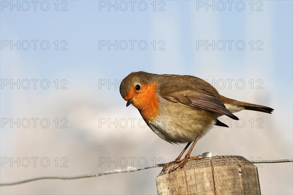 European robin