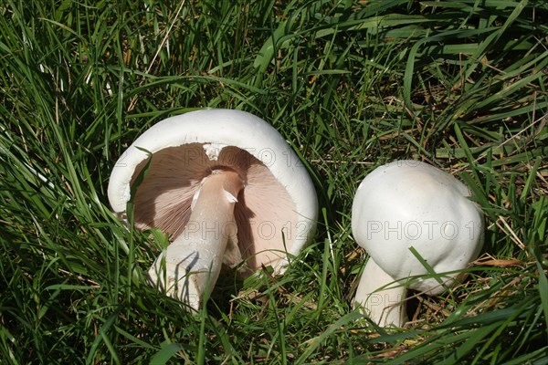 Field mushroom