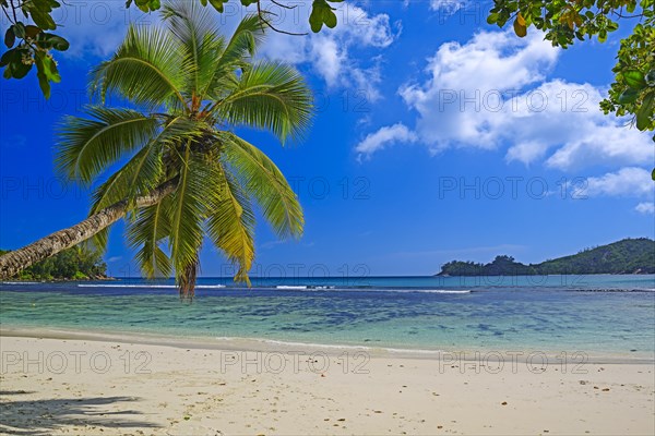 Overhanging coconut palm at the beautiful bay of Baie Lazare