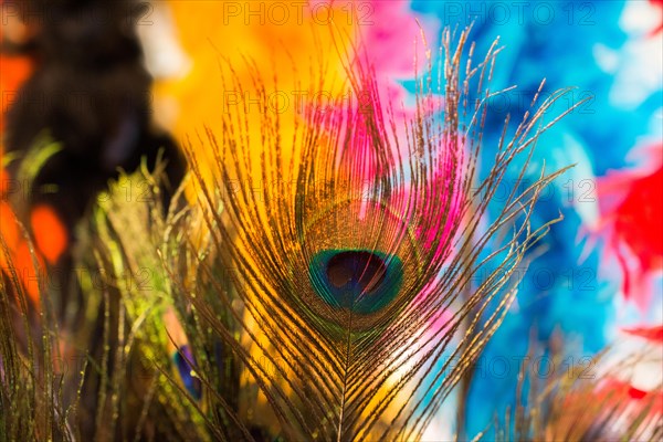 Beautiful bird feathers for decorative purposes