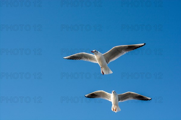 Pair of seagulls flying in the sky background