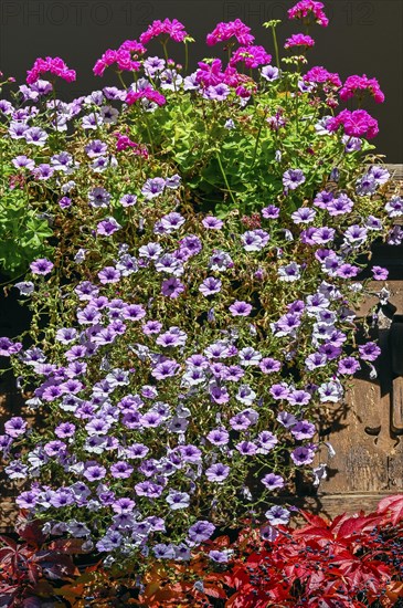 Flower ornaments and vegetation of widem vine