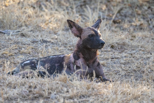 African wild dog