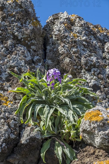 Madeira levkoje