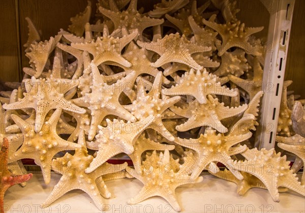 Beautiful starfish for decorative purposes