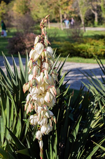 Blooming beautiful Yucca Flowers flowers in view