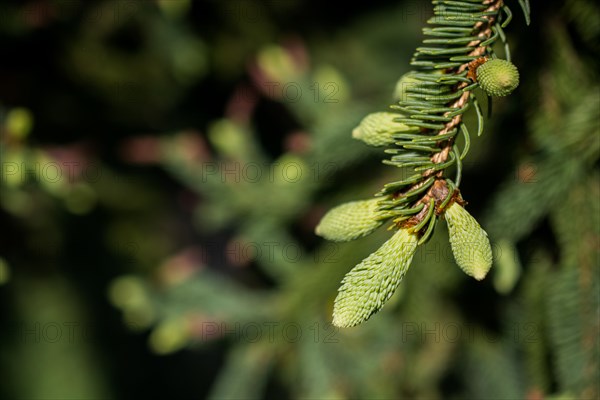 Part of a green pine tree in view in summer