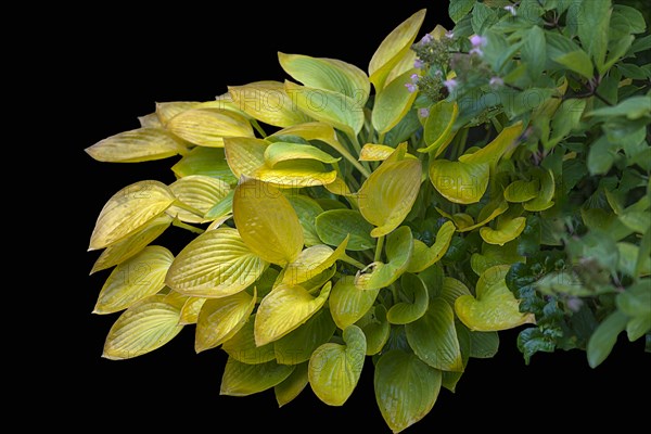 Autumnal hosta on black ground