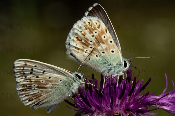 Silver-green blue two moths with closed wings sitting on purple flower seen right