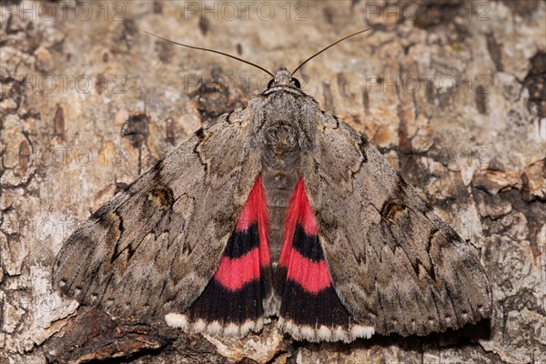 Rosy Underwing Moth with open wings sitting on tree trunk from behind
