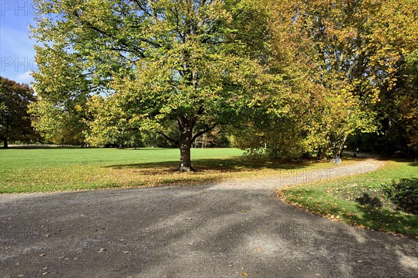 Deciduous trees in the Georgengarten