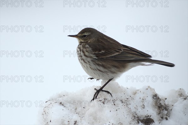 Water pipit