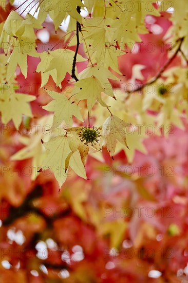 Magnificent amber trees