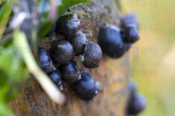 Black snails hanging from wooden poles at low tide