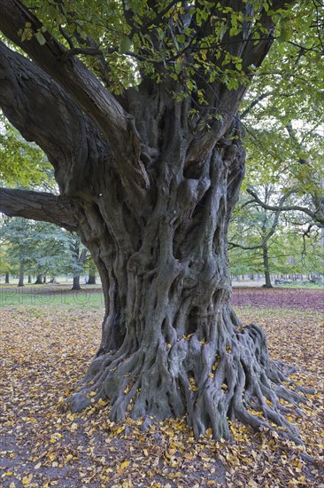 Old european hornbeam