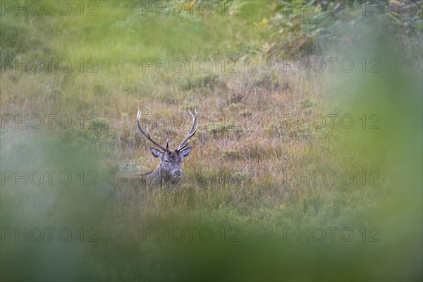 Red deer