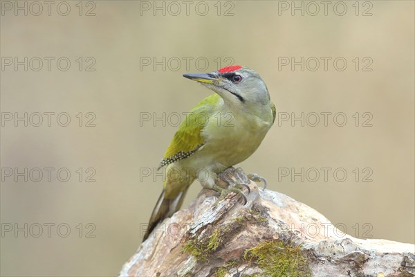 Grey-headed woodpecker