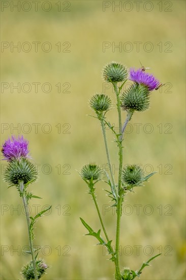 Spear thistle