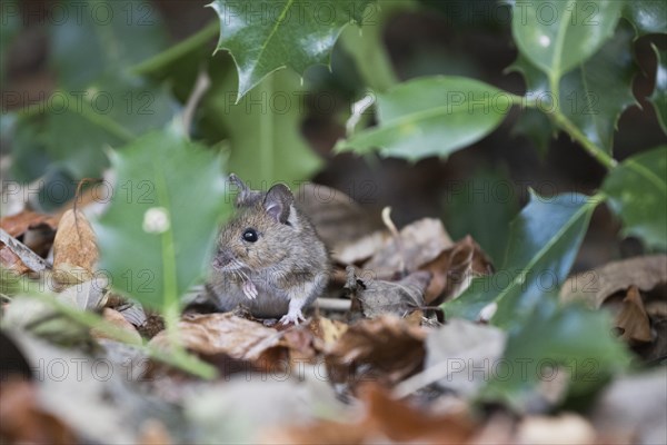 Bank vole