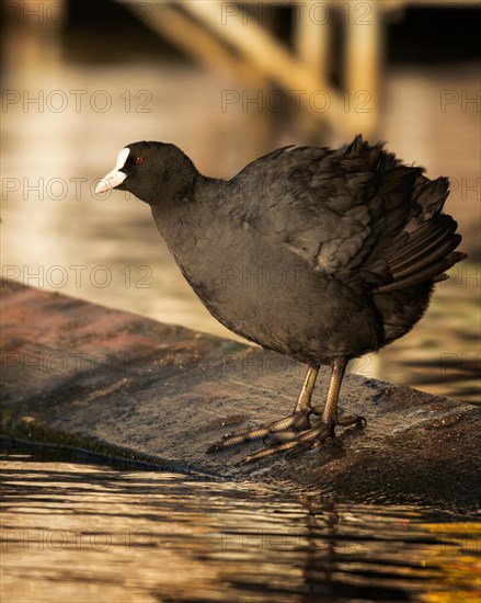 Common coot