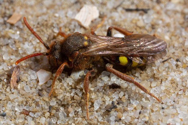 Redhead wasp bee sitting on sand left looking