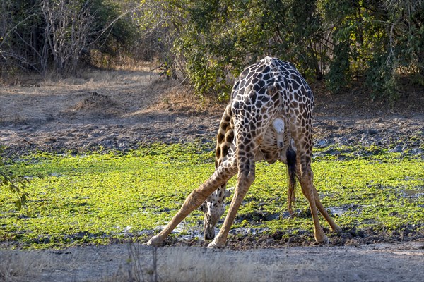 Rhodesian giraffe