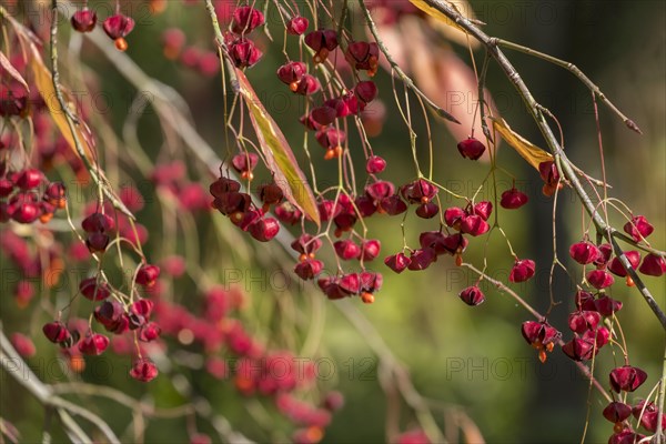 European spindle