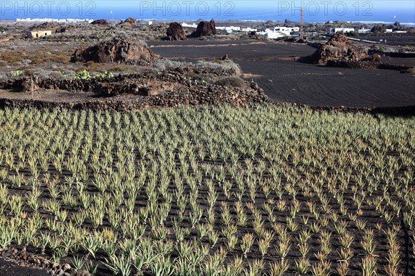 Aloe Vera Plantation at Orzola