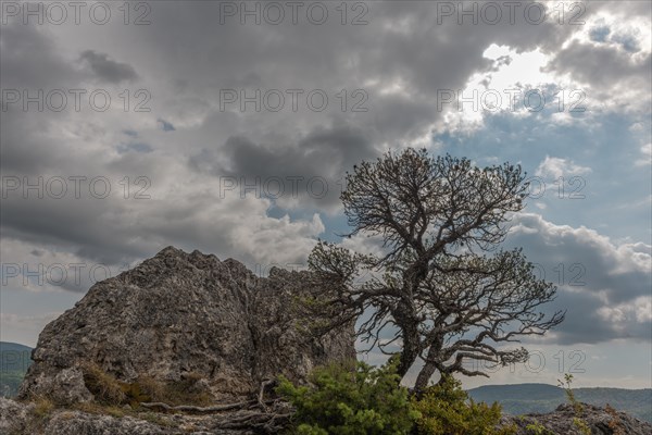 Silhouettes of trees above a cliff in the Tarn Gorges. Cevennes