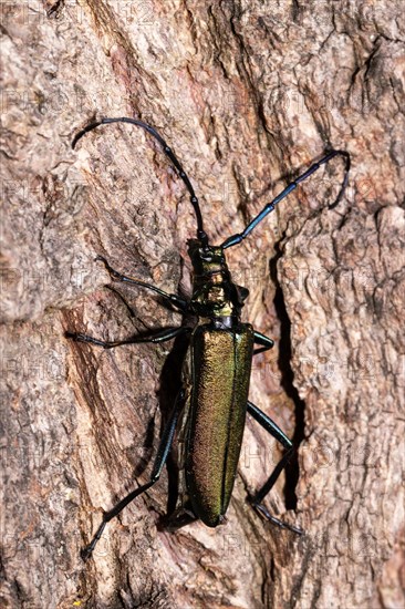 Muskbuck hanging on tree trunk laying eggs looking up from behind