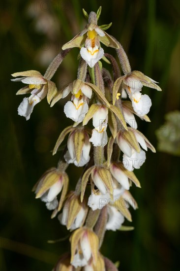 Marsh hellebore Inflorescence with a few open white flowers