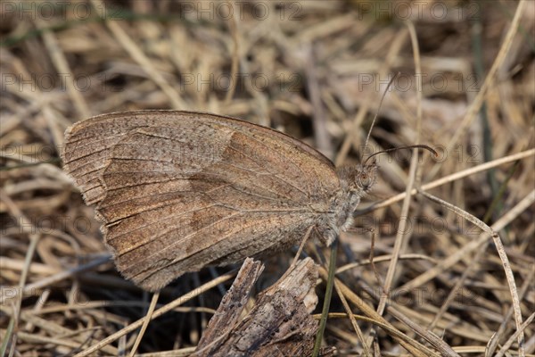 Large bull's eye butterfly with closed wings sitting on ground with brown stalks right sighted