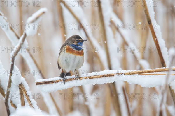 White-spotted bluethroat