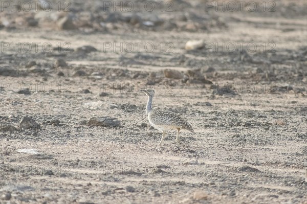 Rare cantilever bustard