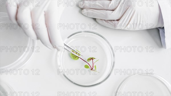 Top view researcher biotechnology laboratory with petri dish. Resolution and high quality beautiful photo