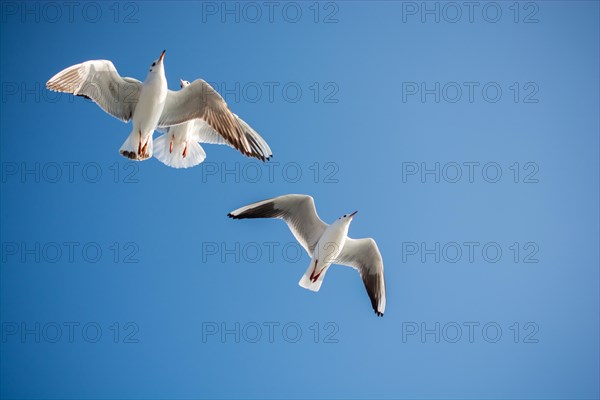 Pair of seagulls are flying in a sky as a background