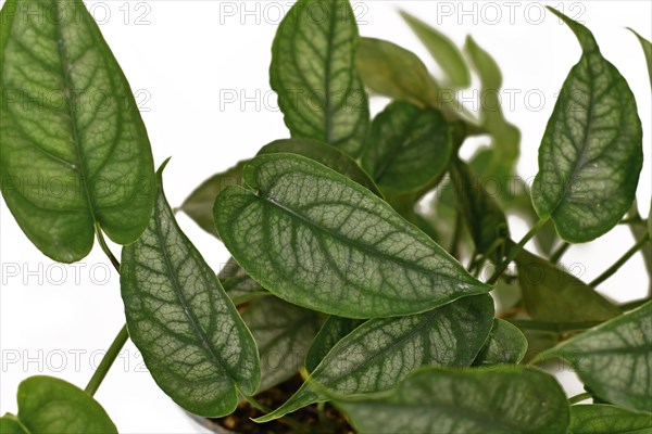 Close up of tropical 'Monstera Siltepecana' houseplant isolated on white background