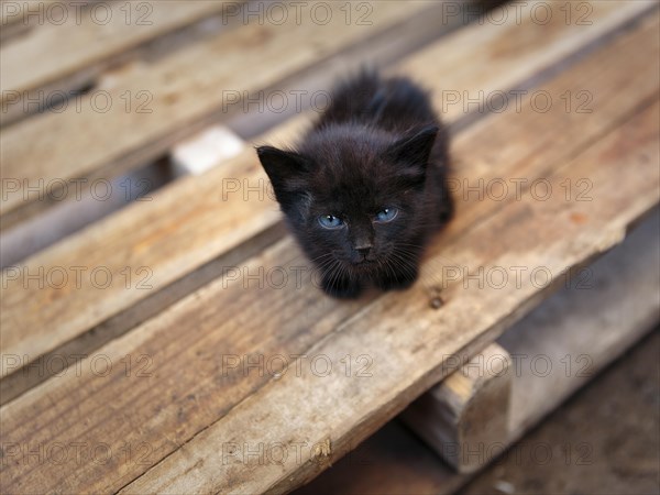 Black kitten with blue eyes