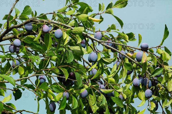 Plums on a branch with many blue fruits and green leaves against a blue sky