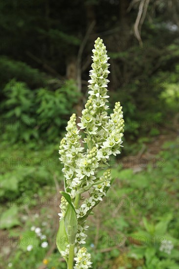 White false helleborne