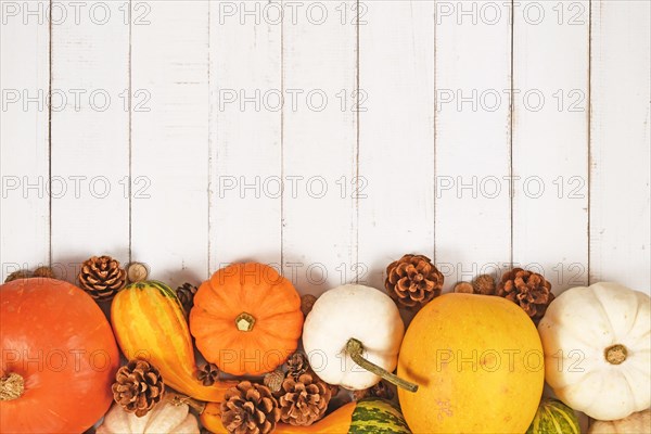 Different seasonal pumpkins and squashes with autumn leaves and fir cones at bottom of white wooden background with copy space
