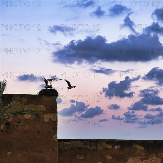 Three white storks