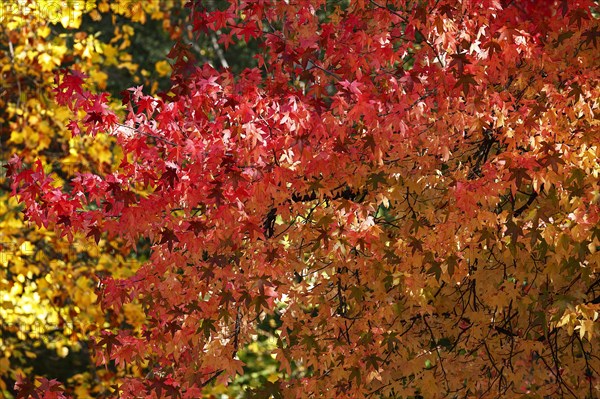 American sweetgum