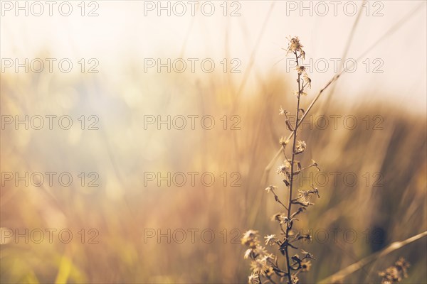 Close up of plant in front of blurred background