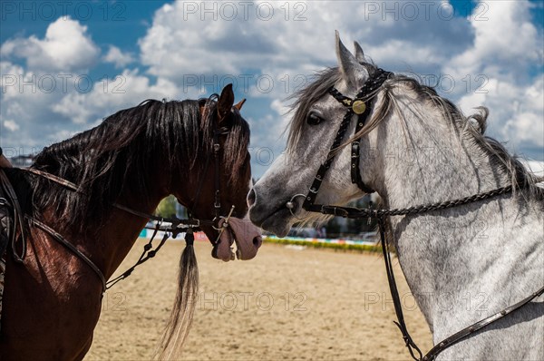 Portrait of dark palomino horse. Horse head with long mane in profile