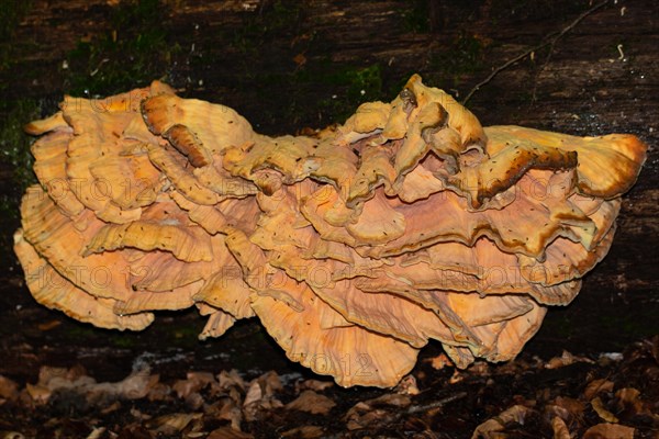 Sulphur porling yellow-orange fruiting body on tree trunk