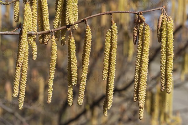 Turkish hazel